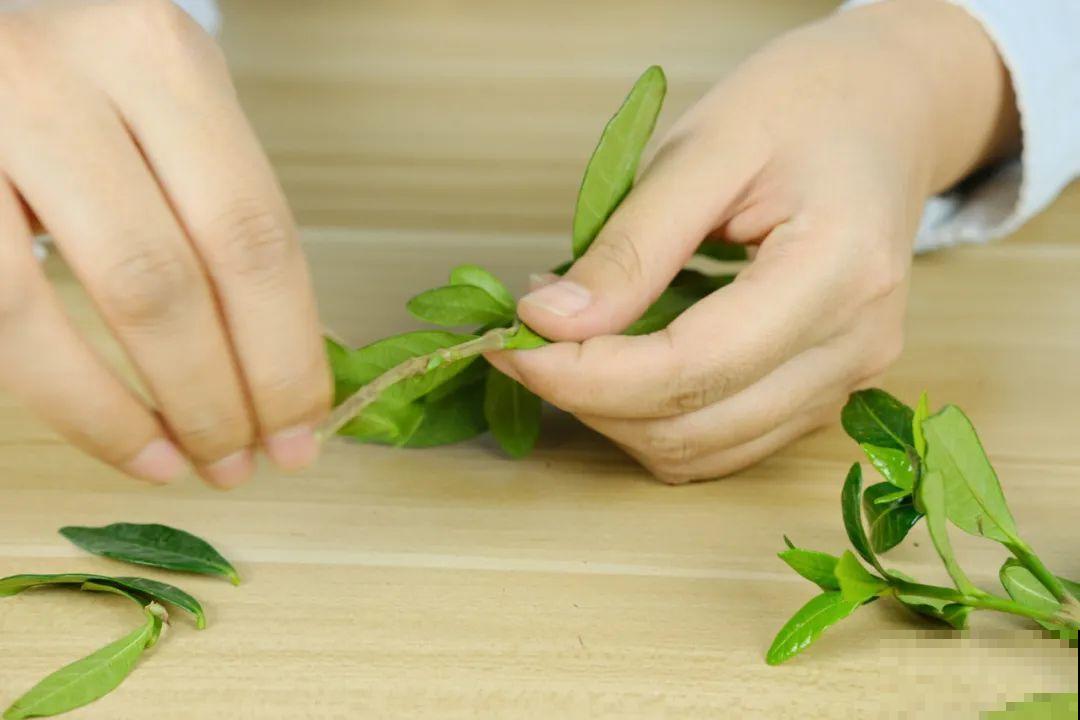 11种常见花，现在扦插，成活率特高