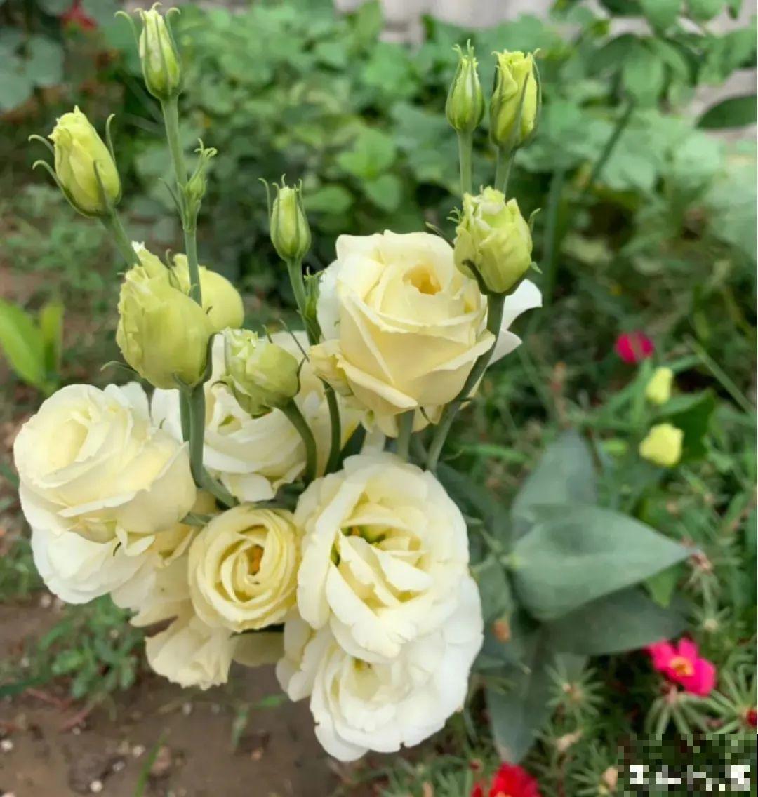 晒不死、热不死的花,越晒花越多,越热长越快 晒不死、热不死的花,越晒花越多,越热长越快