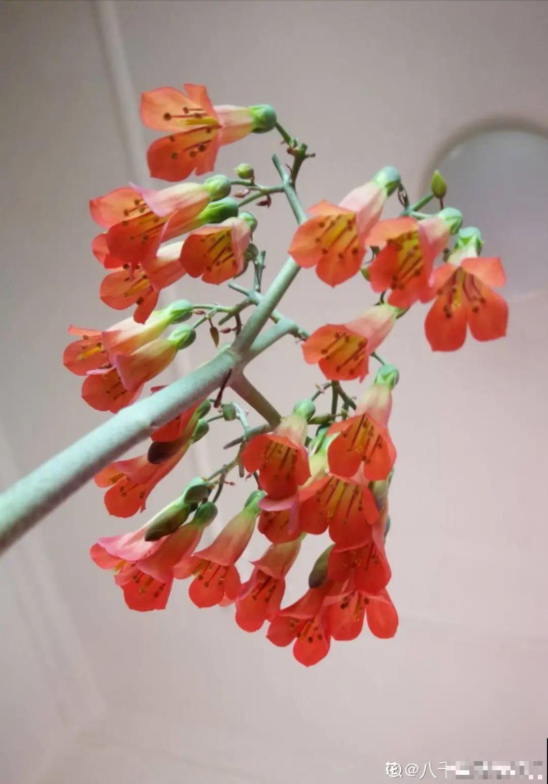 多肉开花不常见，但是颜值还挺高，你会不会剪掉？