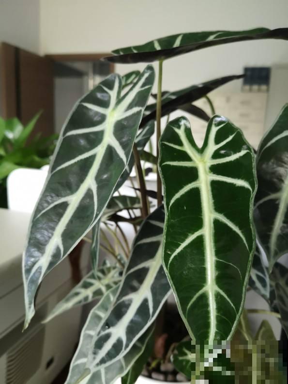 4种花叶子超美，还特别耐阴，看起来特像油画