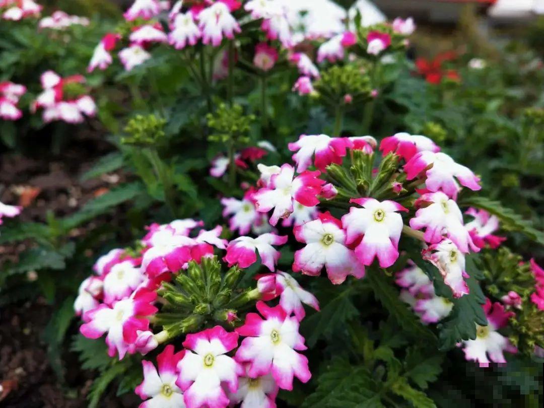 家里养盆“省心”花,自己开花自己结种,不用再买花种了 家里养盆“省心”花,自己开花自己结种,不用再买花种了