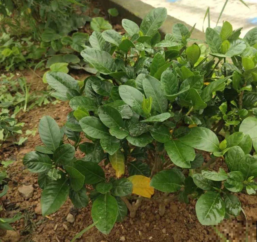 春天肥料要用对，根据植株种类施，效果更好