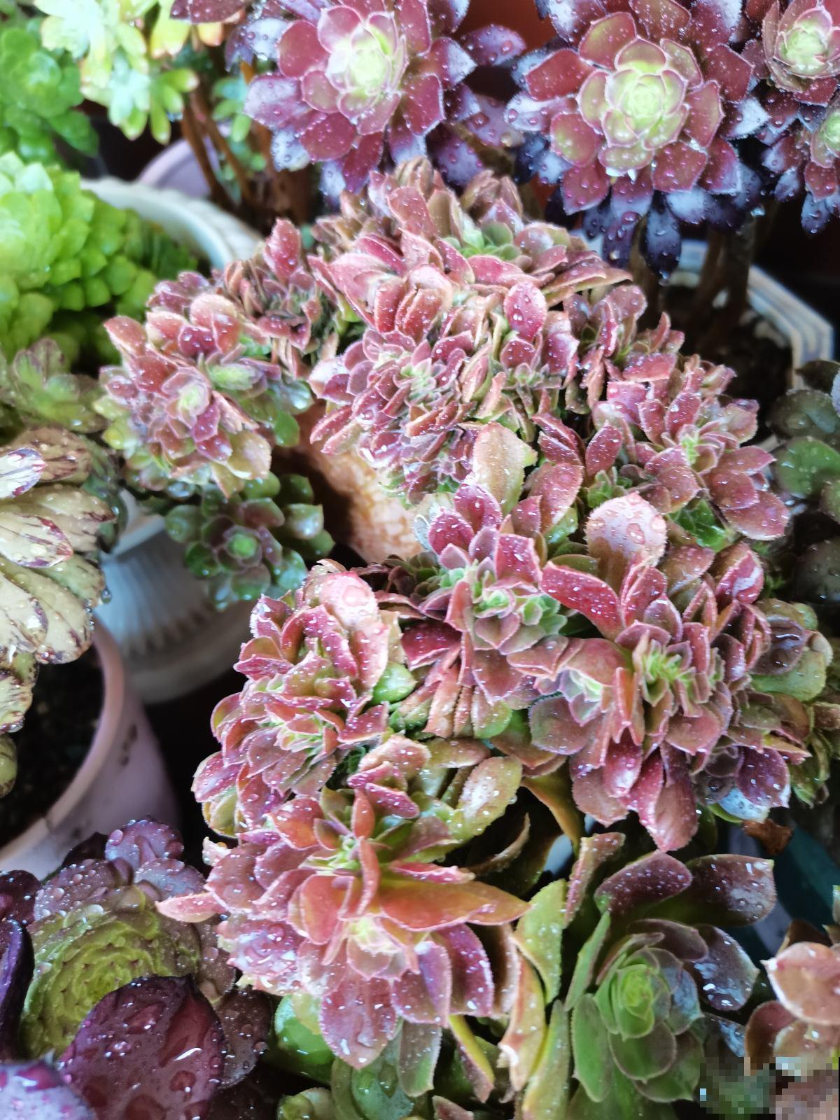 夏天多肉大甩卖，现在购买，是最佳时机吗？