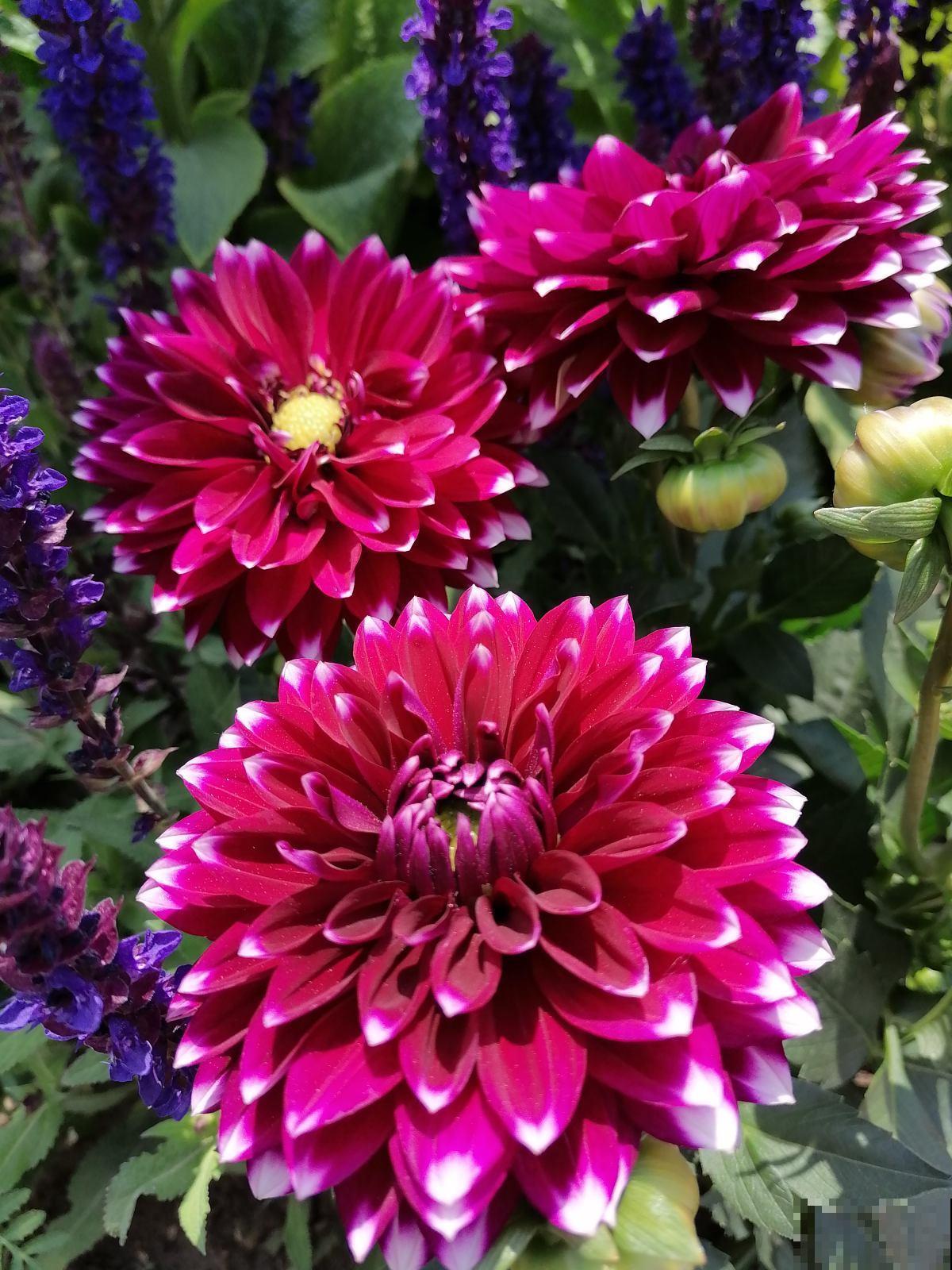 大丽花实用种植技巧，现在教你，年年花开不断！