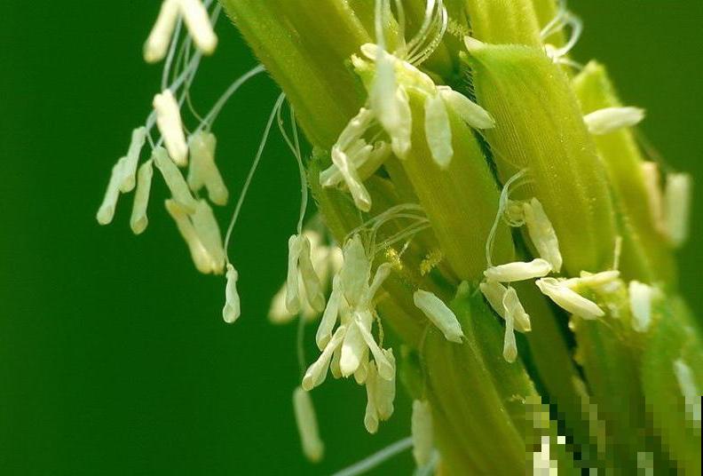 花期最短的花,只有5分钟,见过都是幸运! 花期最短的花,只有5分钟,见过都是幸运!