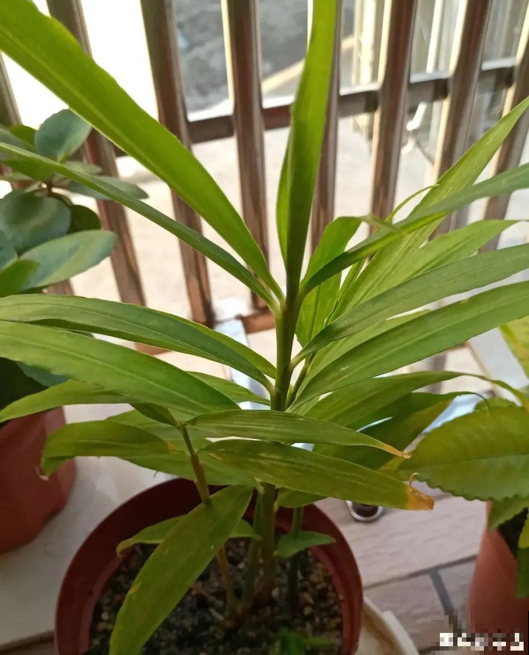 玉米棒子插水里，比绿植长得快，长成清新小盆栽