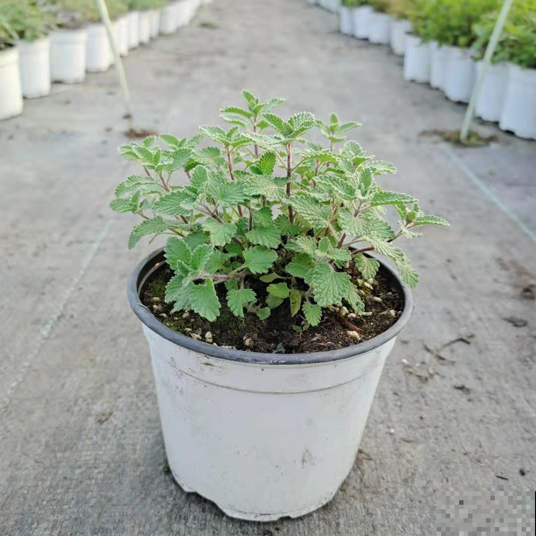 春天开始养薄荷, 等到天热了,爆出一大盆 春天开始养薄荷, 等到天热了,爆出一大盆