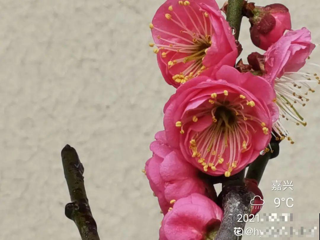 清明赏花，带上这份花卉图谱，变身行走的识花机器