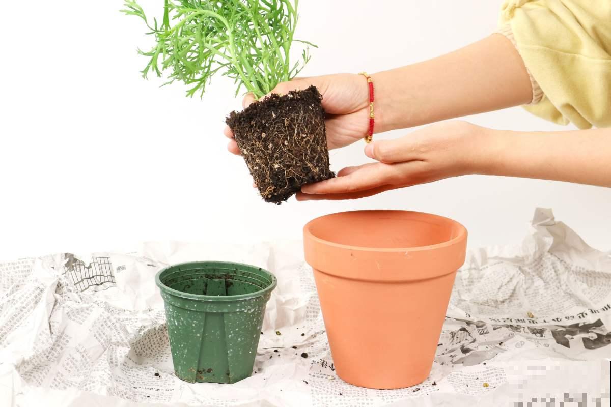 养花时的“行话”，你知道几个？