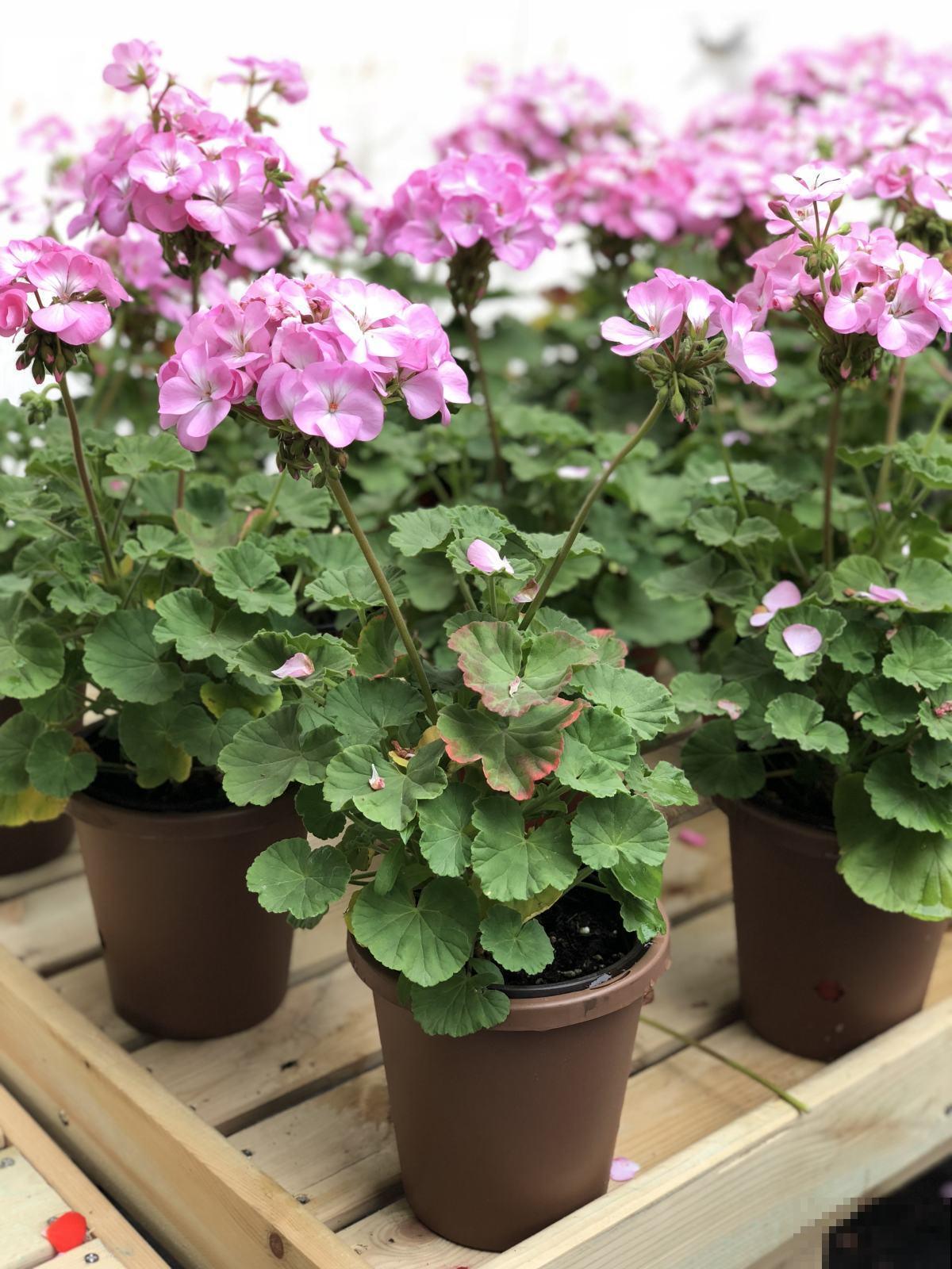 天竺葵开爆盆的技巧，看完轻松养出大花球！