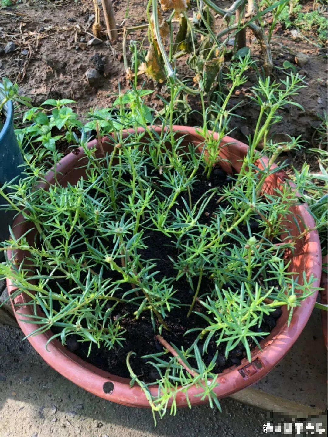 咋养都不死花,掐根枝剁10段,插土里就能爆开花 咋养都不死花,掐根枝剁10段,插土里就能爆开花