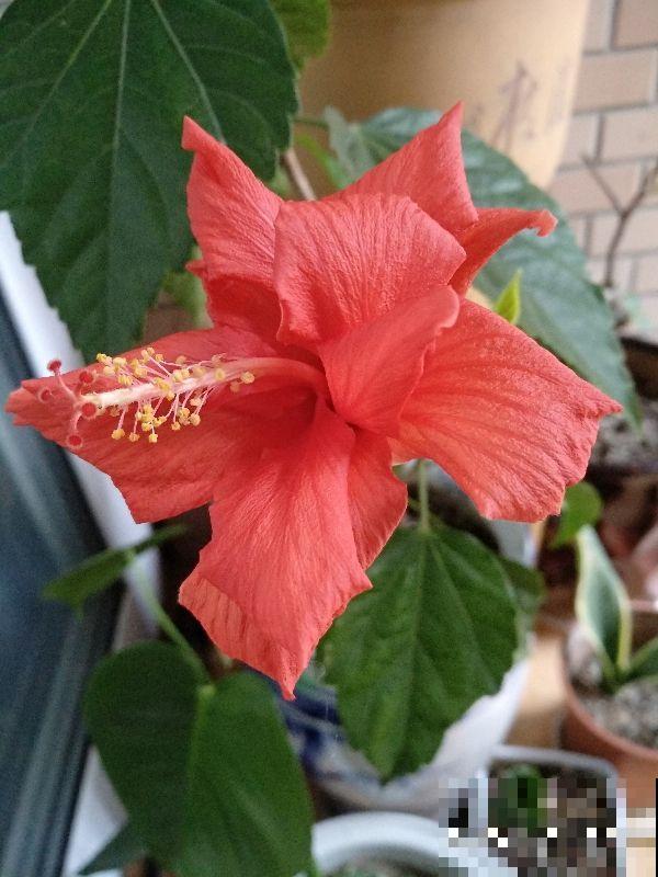 农村路边常见的花，都是药材，功效还不少