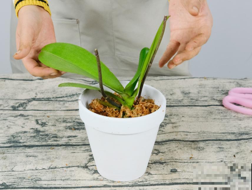 蝴蝶兰现在还不换盆，水苔容易发霉 ，越长越差劲