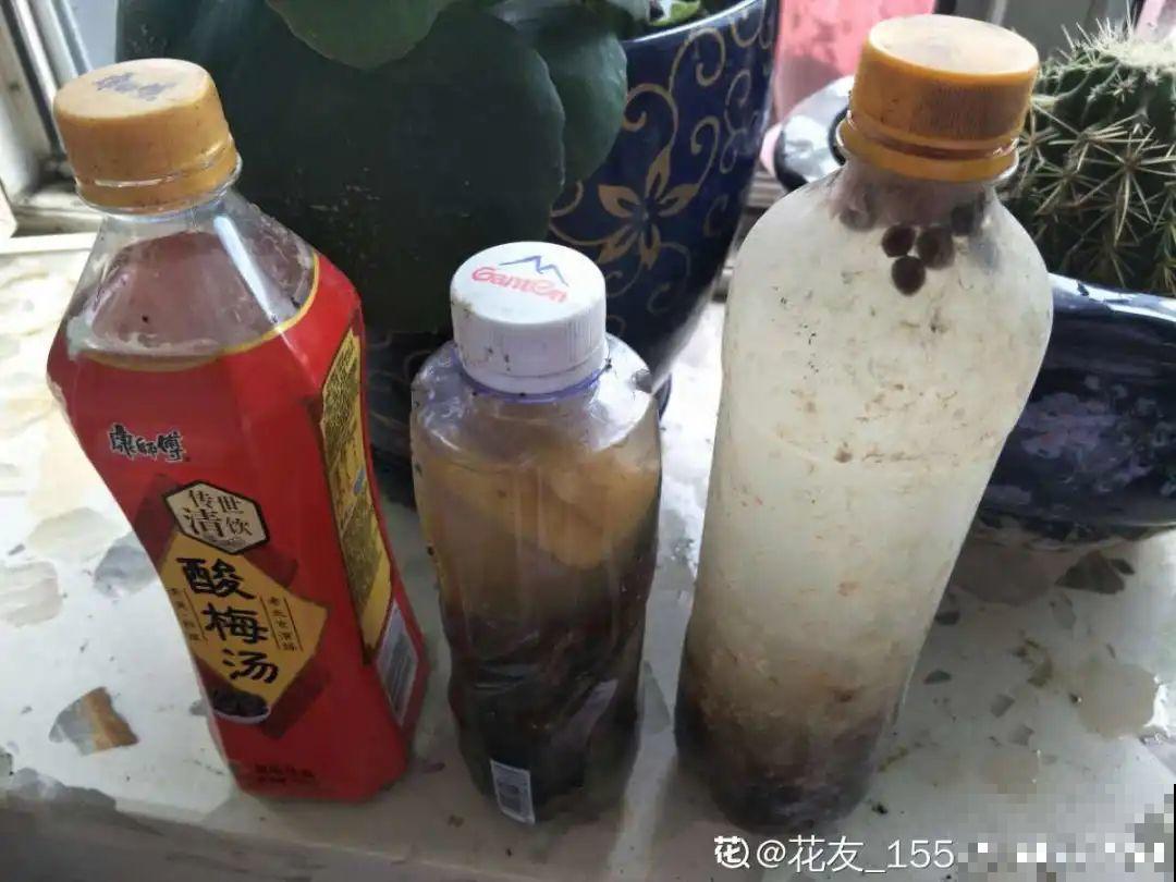 米兰花喜欢喝醋，一个月来一勺，花苞嘟噜噜冒