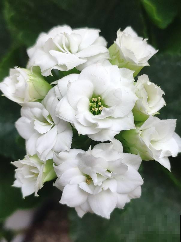 不能给花施肥的5种情况，一定要谨记，不然最后剩空盆