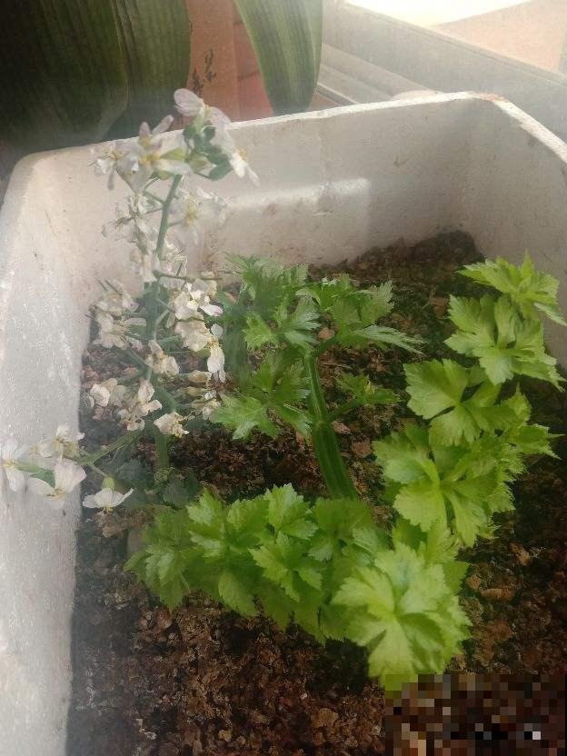 买菜的时候捡了些菜根，回家种土里，家里长出菜园子！