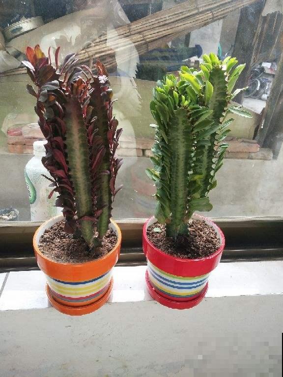 “丑八怪”镇宅花,样子威武霸气,养在家里特安心 “丑八怪”镇宅花,样子威武霸气,养在家里特安心