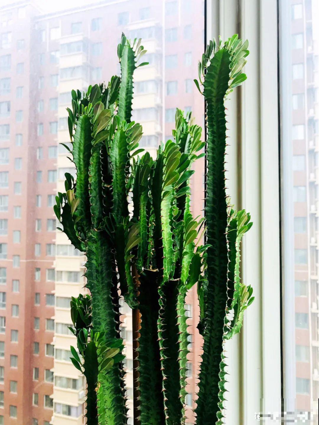 家里养盆镇宅花，越长越霸气，安全感十足