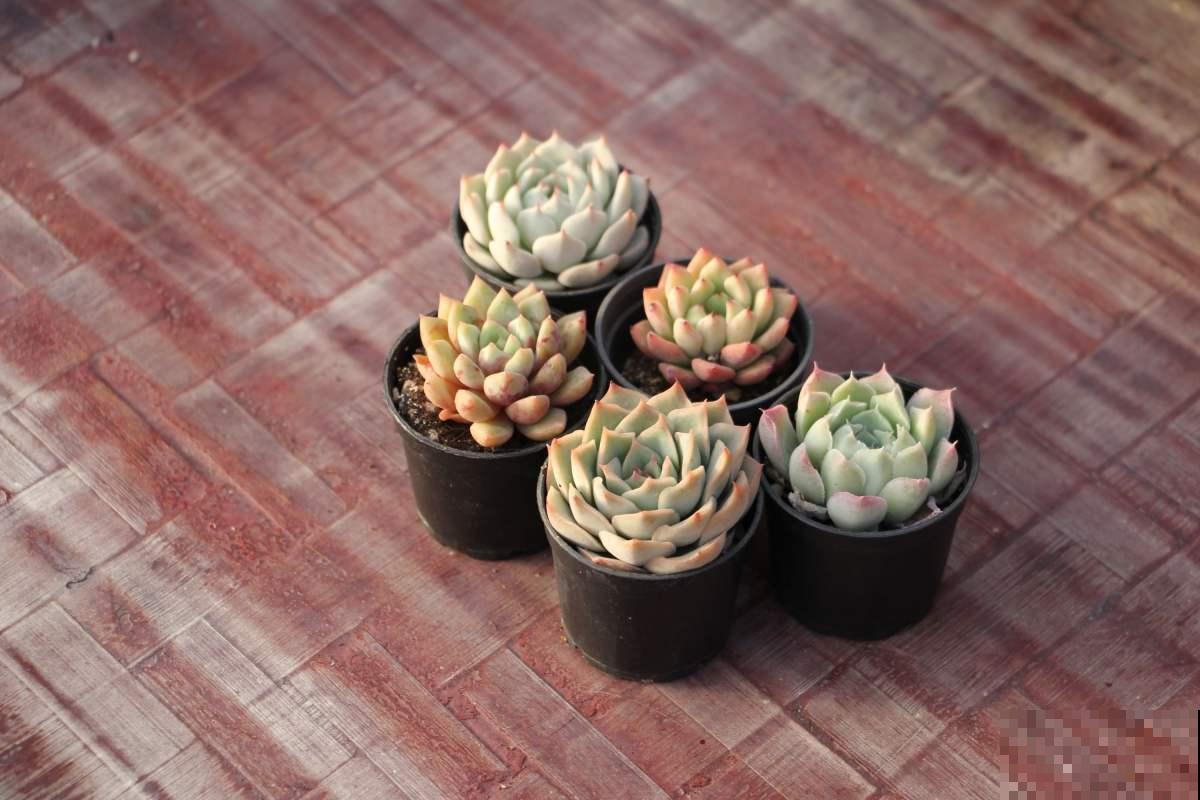 多肉养不旺？稍微加点技巧，蹭蹭“长肉”！