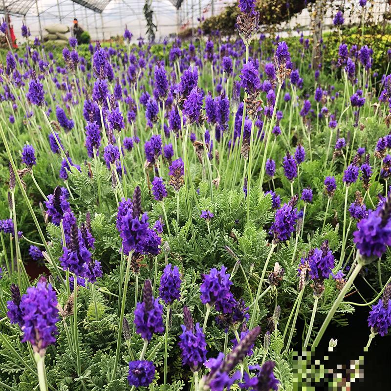 1种“香香草”，香味四溢能安神，耐寒耐旱皮实好养