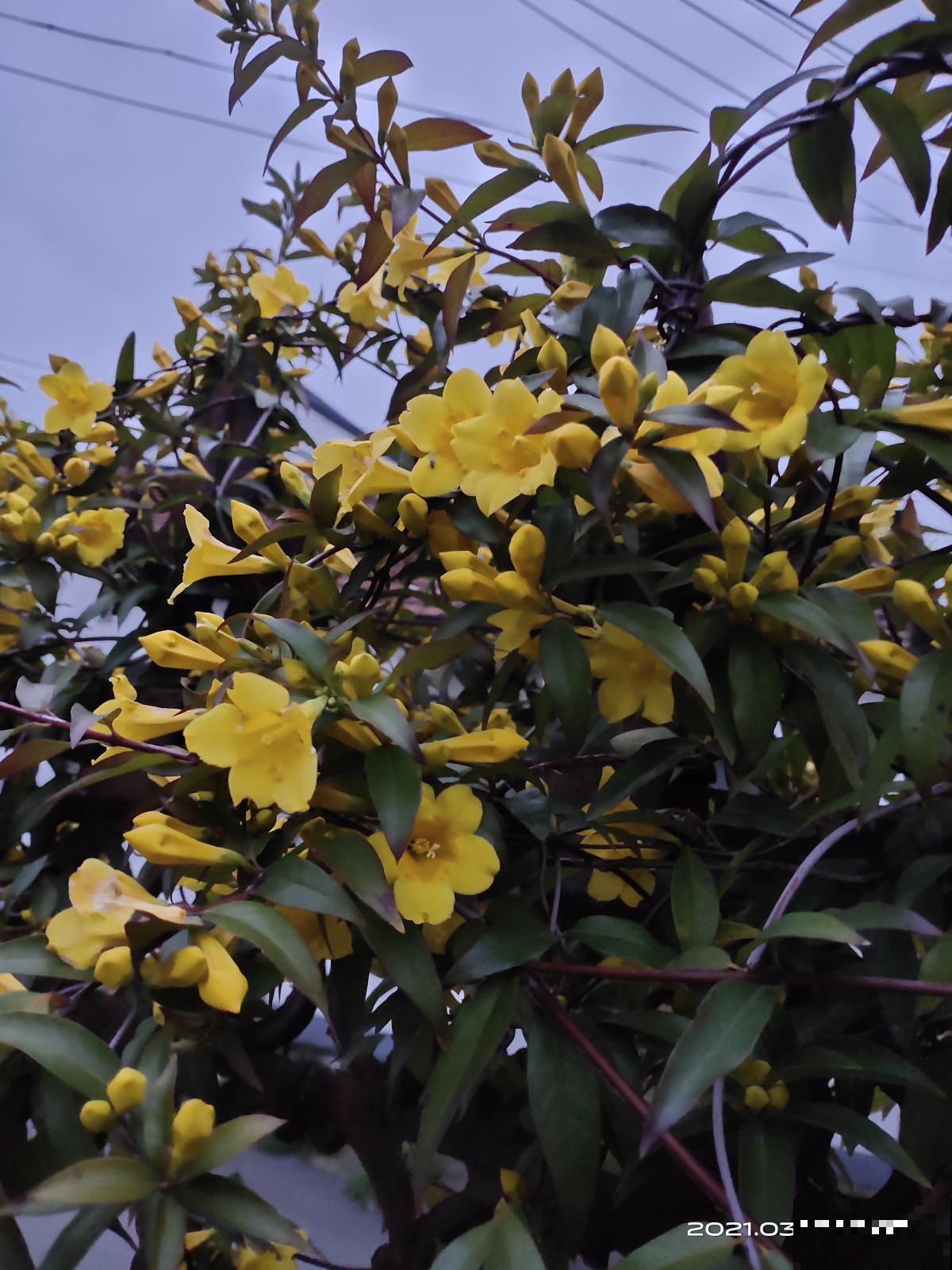 小阳台养花,选对品种是关键,这4种开花多还不占地儿 小阳台养花,选对品种是关键,这4种开花多还不占地儿