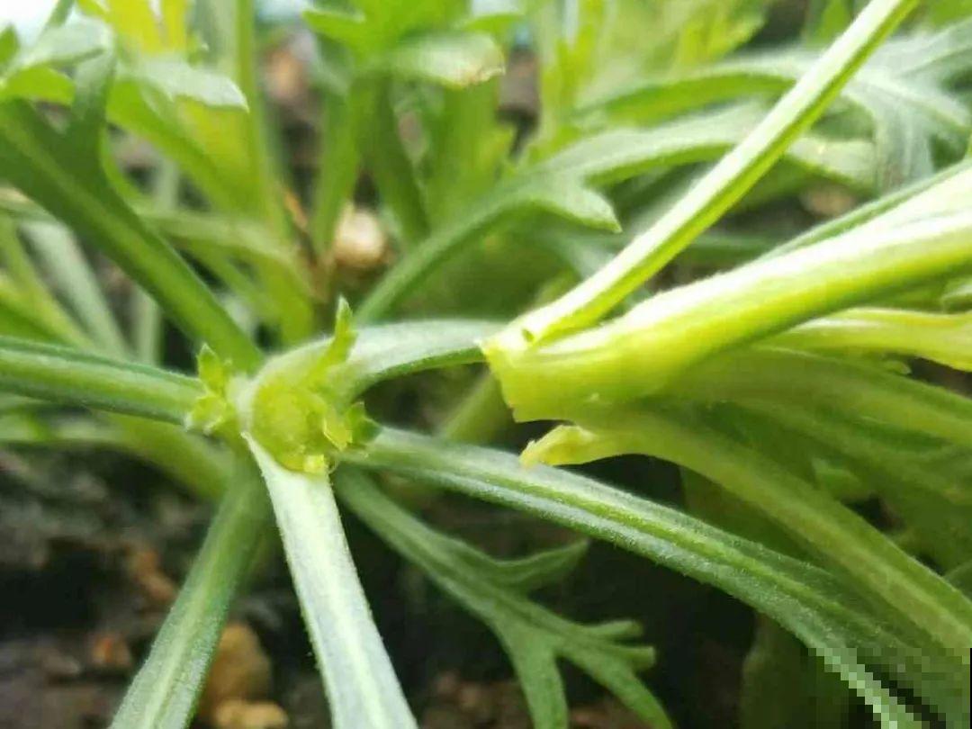 8种花赶紧剃头，剃得越狠，开花越多