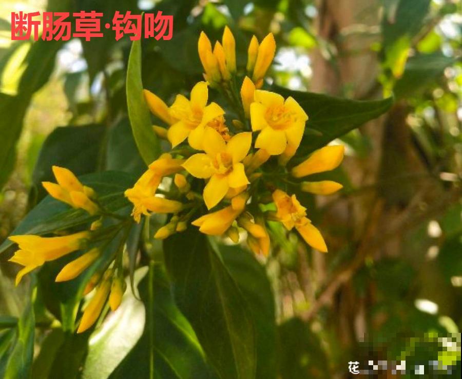 20种有毒花，看见绕道儿走，千万别乱摸