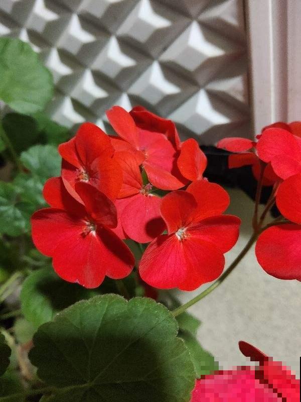 家里养花要摆对位置,不光对花好,对人也好 家里养花要摆对位置,不光对花好,对人也好