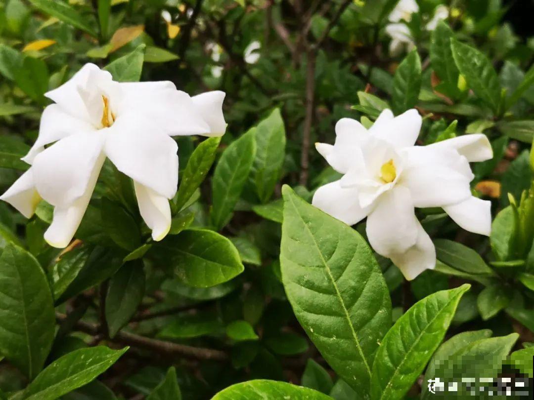 花开完了,别急着扔,好好养还能活几十年 花开完了,别急着扔,好好养还能活几十年