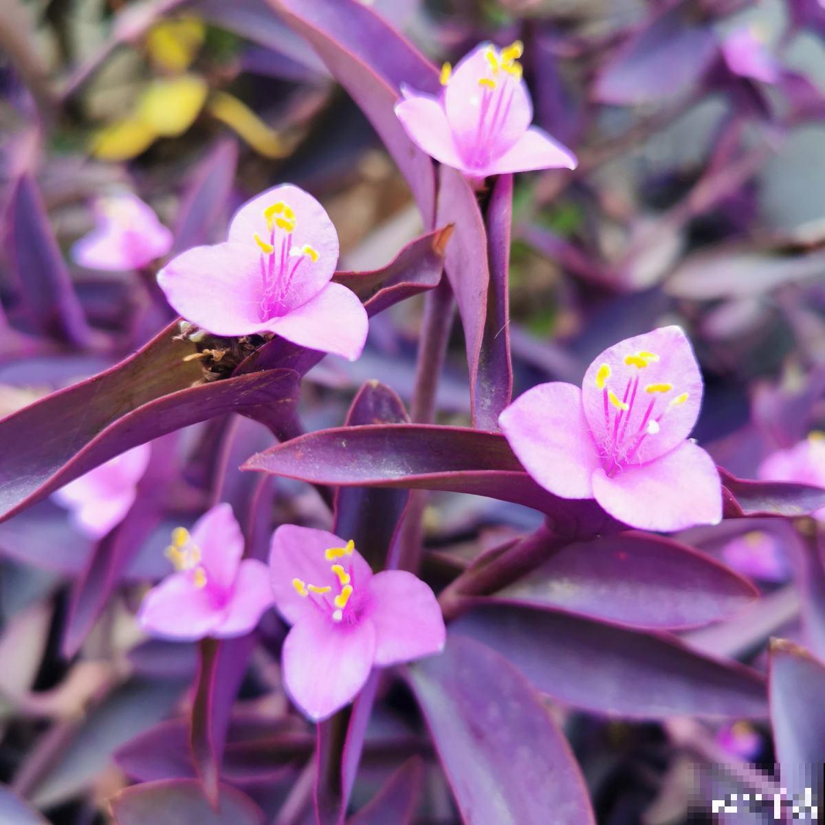 3种花太强悍,钻到墙缝、地缝都能活,夏天照样开花! 3种花太强悍,钻到墙缝、地缝都能活,夏天照样开花!