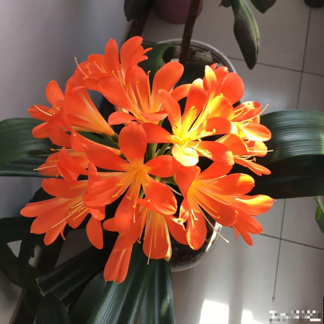 长寿开花后，要好好修剪，很快冒新芽