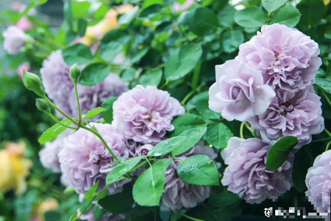 50种月季，各有各的美，哪一种是你的“菜”？