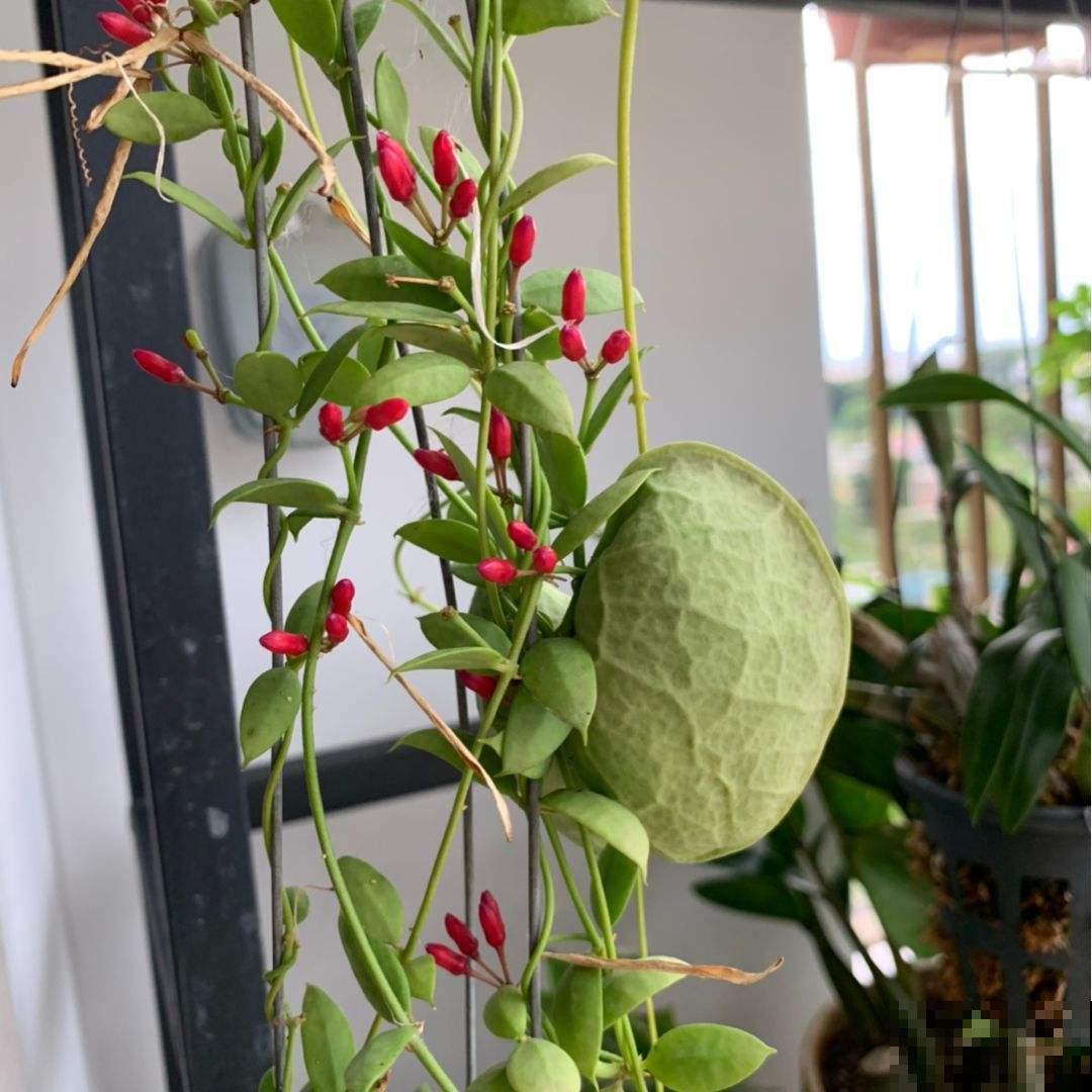 适合新手养的爬藤花，春天养在向阳处，藤条爬满墙