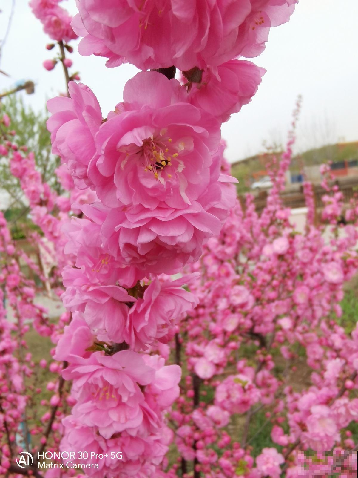 花香味浓的植物，有的人觉得香，有的人觉得臭