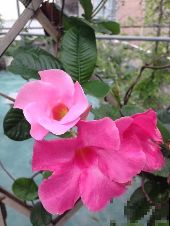 小阳台养花,选对品种是关键,这4种开花多还不占地儿 小阳台养花,选对品种是关键,这4种开花多还不占地儿