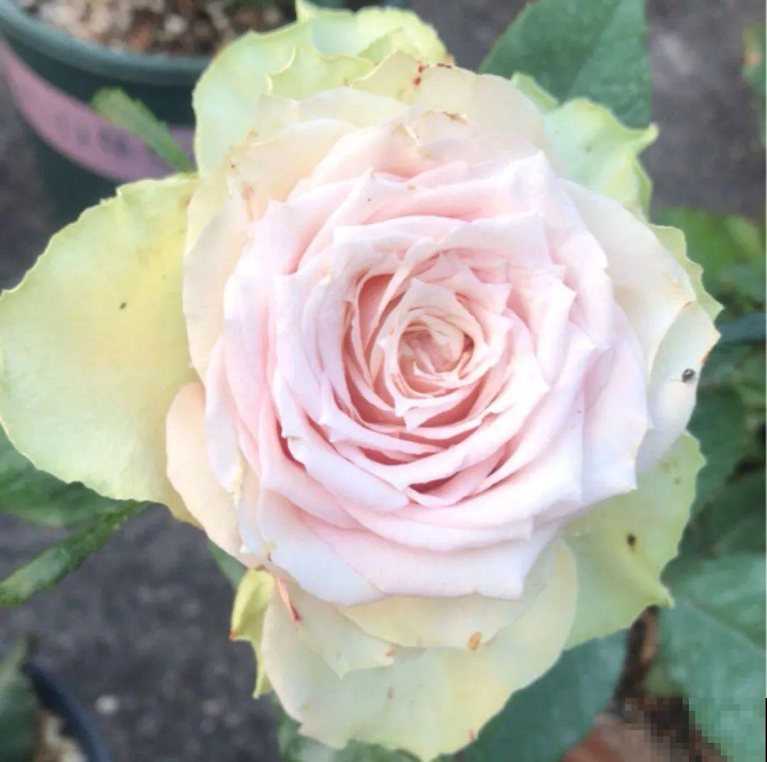 50种月季，各有各的美，哪一种是你的“菜”？