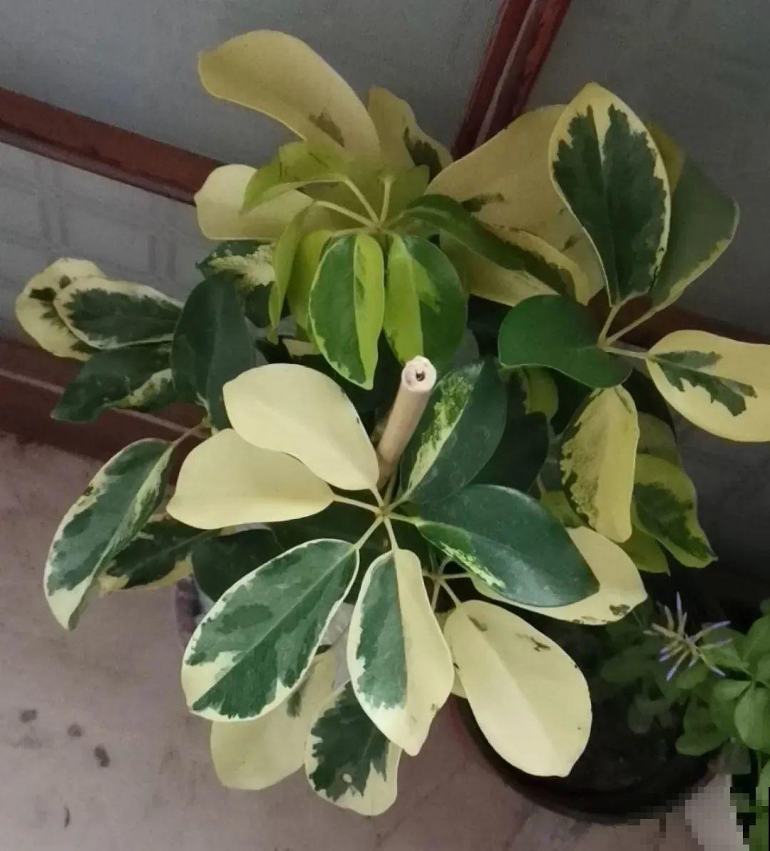 家里的绿植特高大，像是进了热带雨林，热气都跑光了