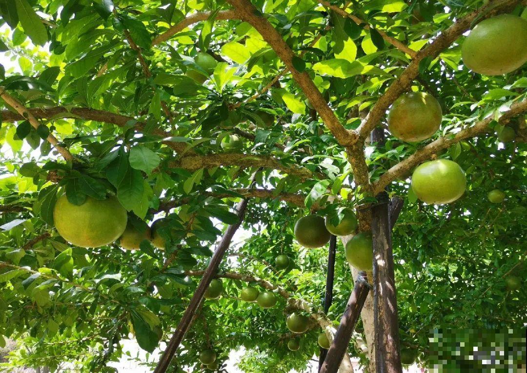 医院大门口,一男子竟被一片叶子砸晕,这叶子可真够大的 医院大门口,一男子竟被一片叶子砸晕,这叶子可真够大的