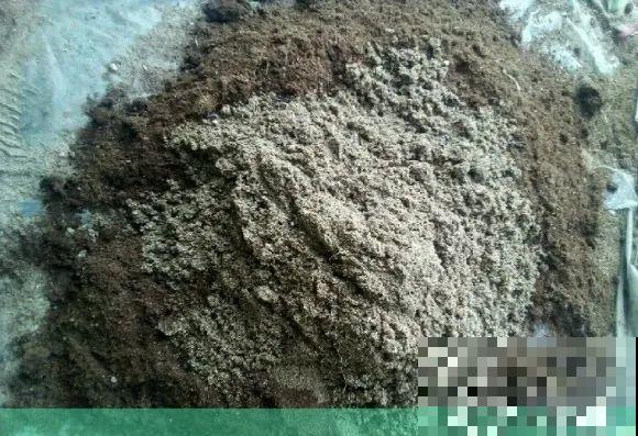 春天的大粗杆子，直接插土里，很快就生根