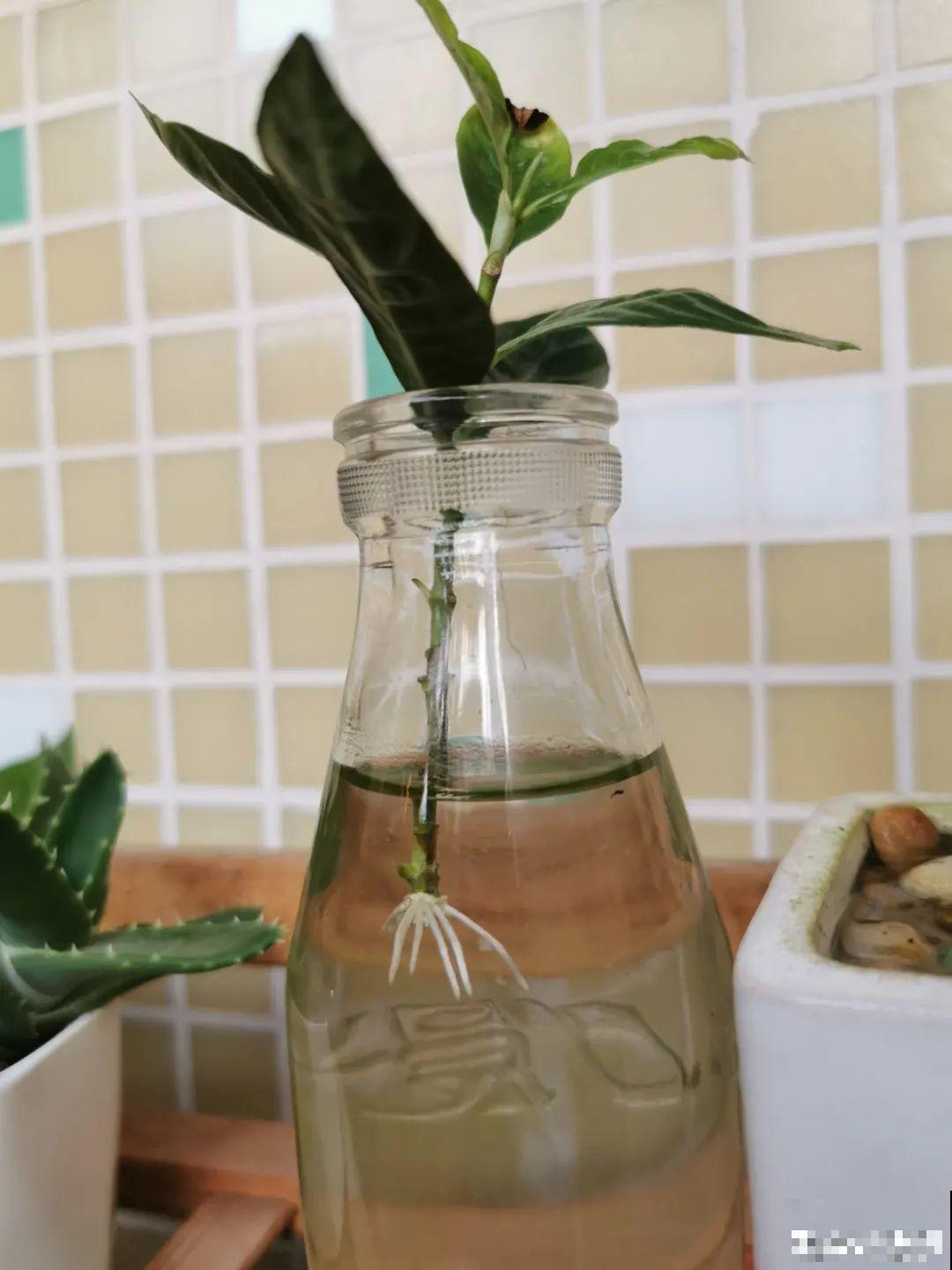 栀子花是个老酒鬼，给它喝点酒，叶子油亮开花更香