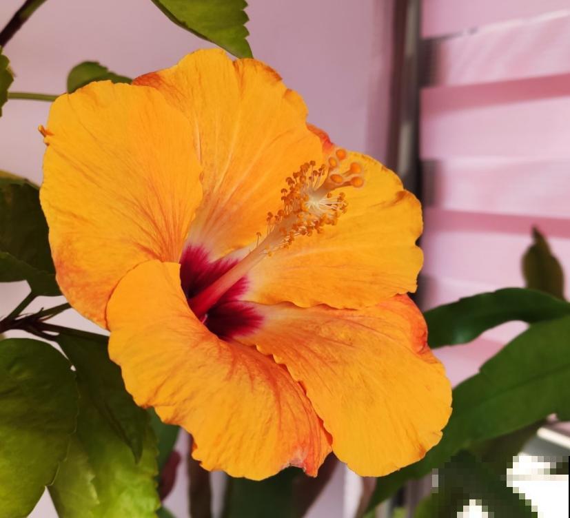 80种常见花卉，读过后，花名难不倒你