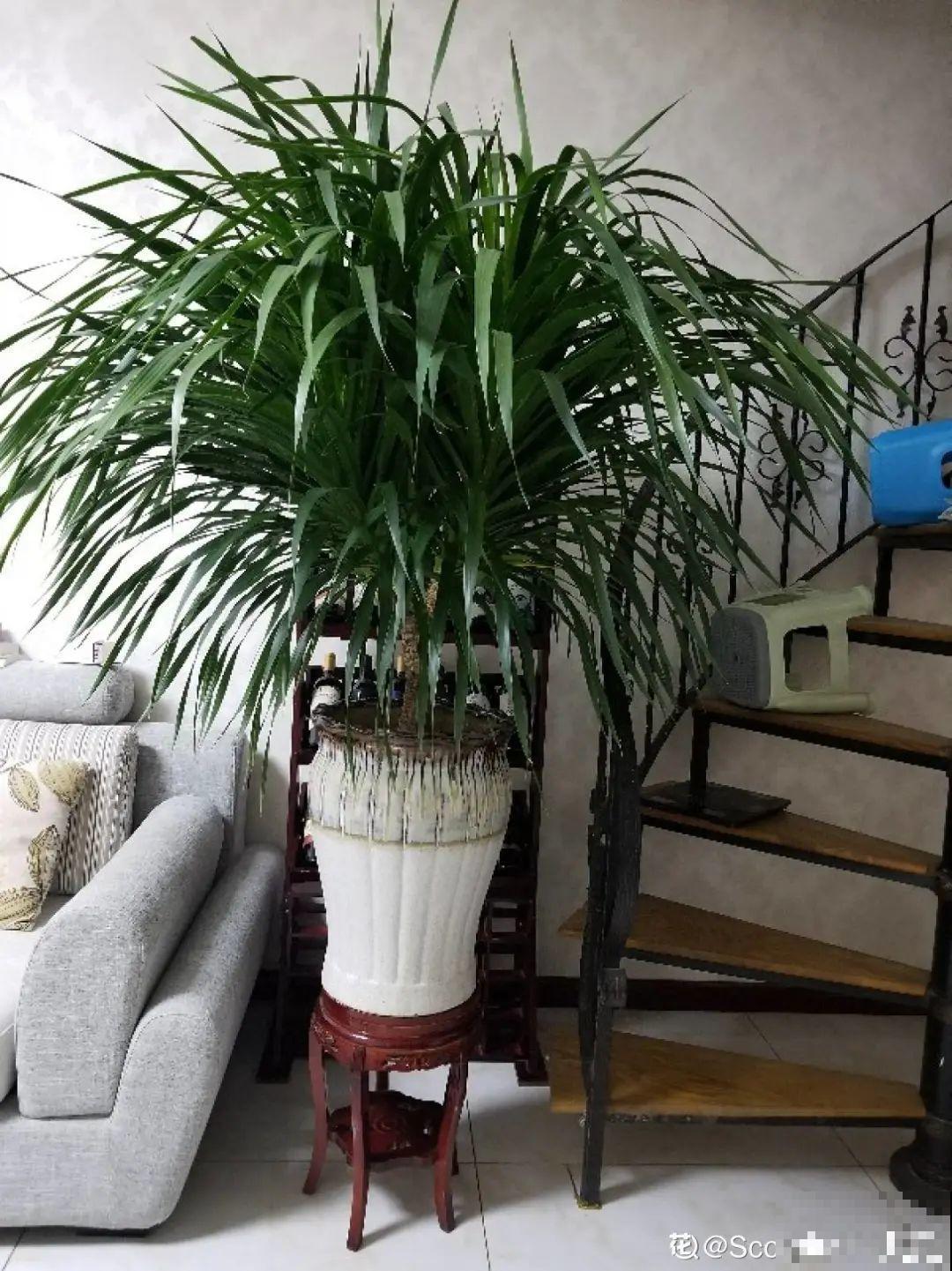 家里养盆镇宅花，越长越霸气，安全感十足