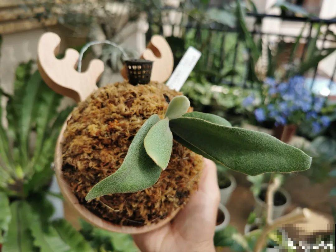 天热了，20种花最怕浇水，浇得越多，死得越快！