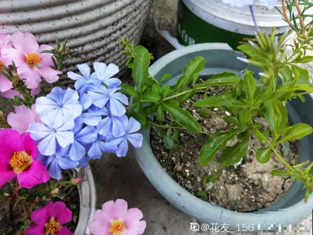 7种“落地生根”花,春天多插几棵,成活率特别高 7种“落地生根”花,春天多插几棵,成活率特别高