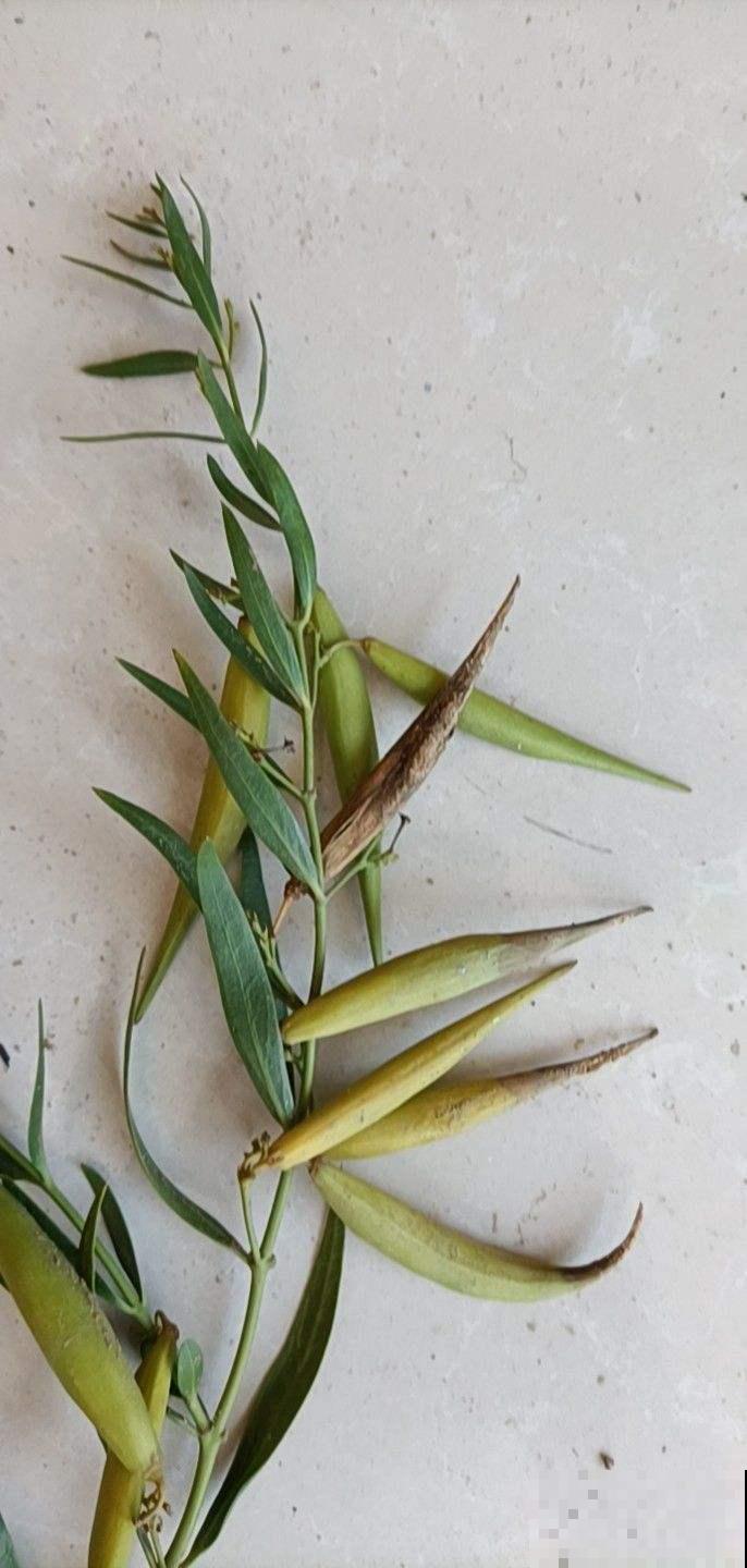 仙剑三的主角原来都是花的名字，追了那么久，居然都不知道！