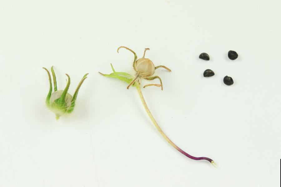 20种花不用买，开完花等20天，爆出好多种子！