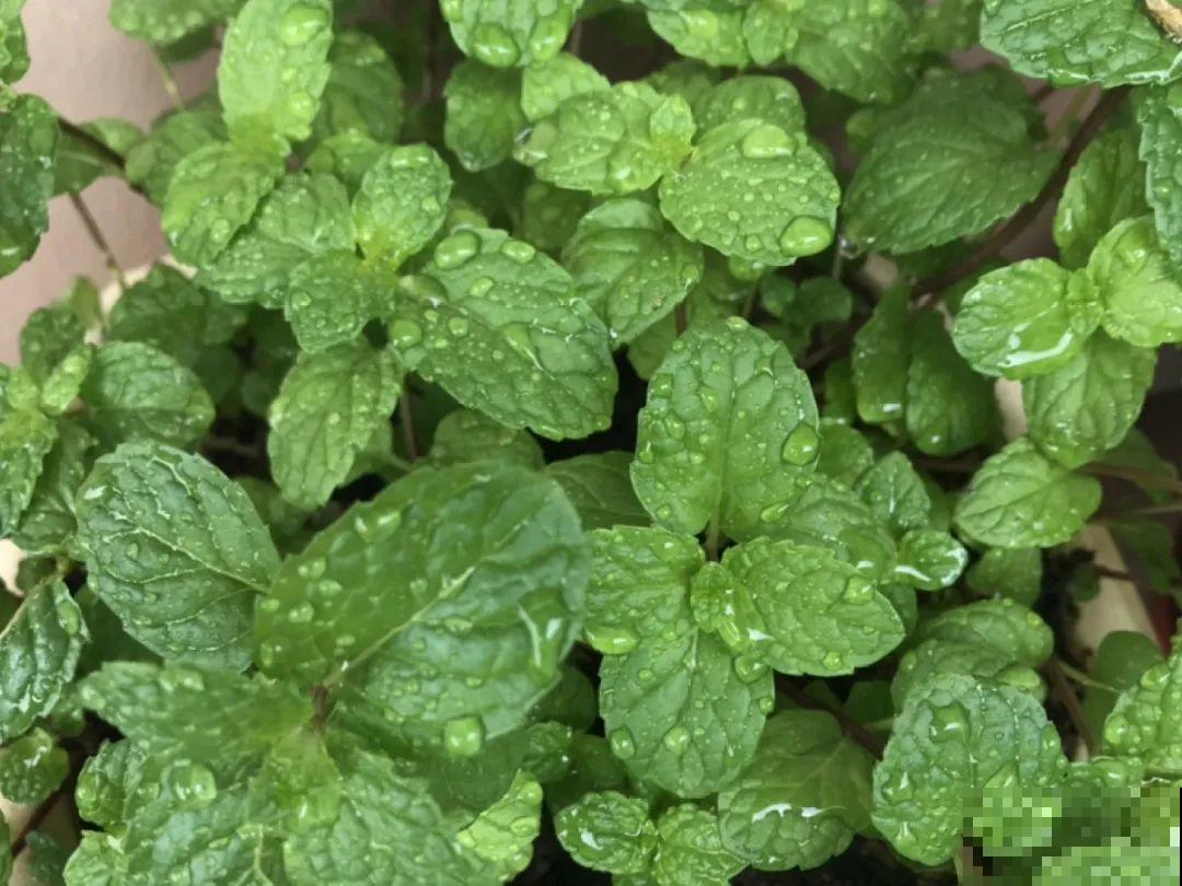 超级“喜水”的花，3天不浇水，就离死不远了