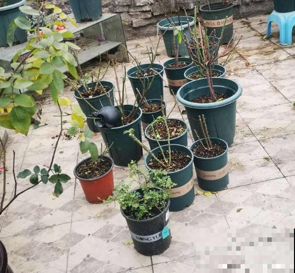 花园“三剑客”，可不太好养，能养好的都是高手