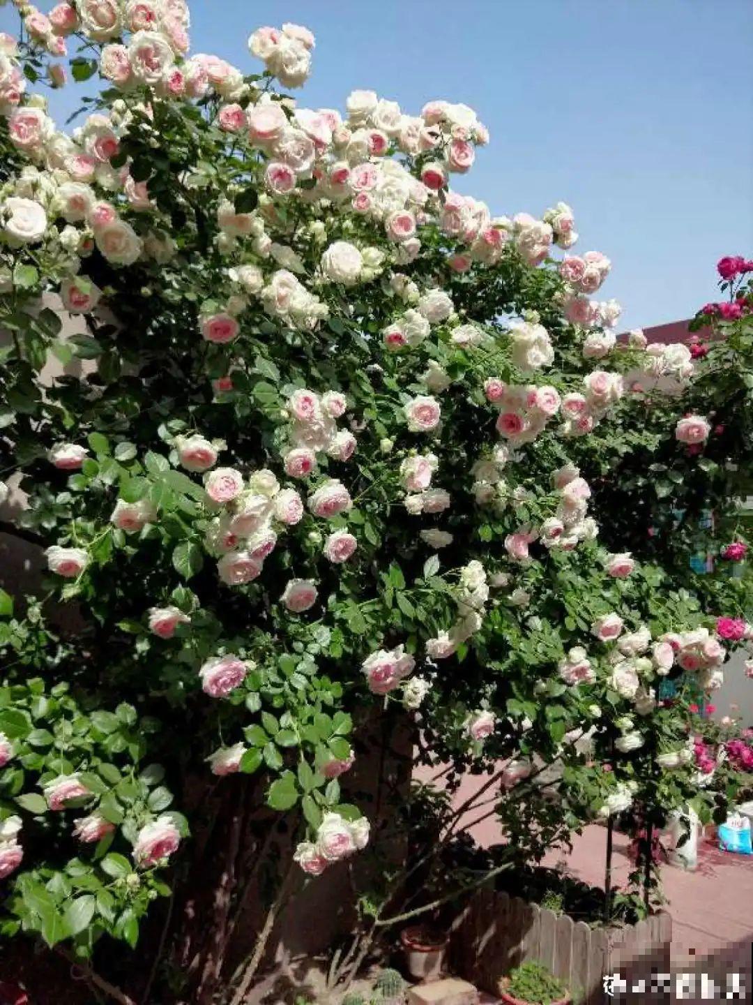 一棵旱金莲,开花又多又没,1年就能长成花墙! 一棵旱金莲,开花又多又没,1年就能长成花墙!