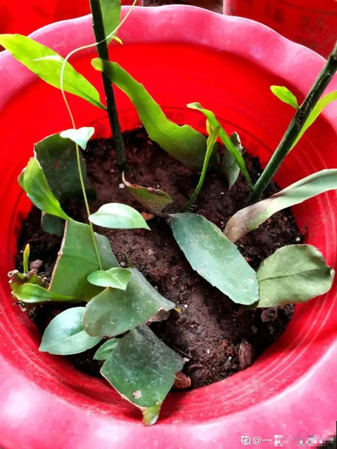 公认的难养花，买一盆死一盆，原来是被动了手脚…